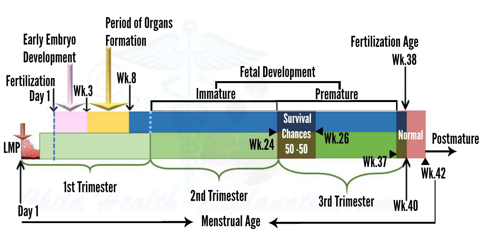 Baby Development In Womb Chart