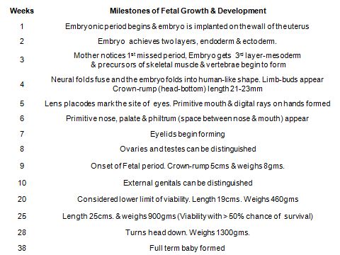 Baby Fetal Development Chart