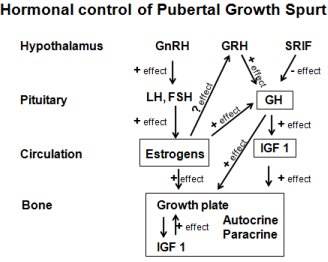 Growth Spurt Chart