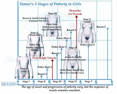 Puberty Chart