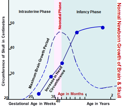 Brain Growth Chart