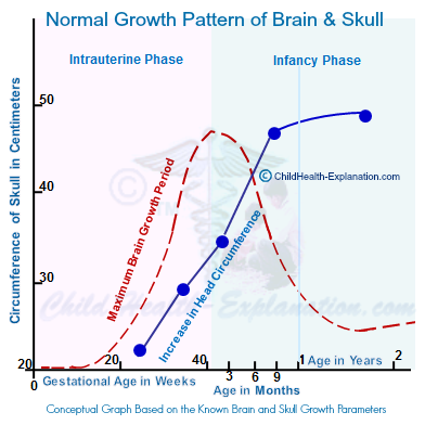 Brain Growth Chart