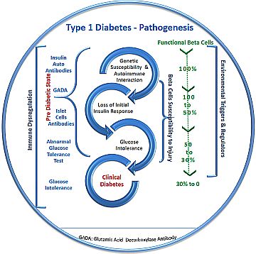 What Causes Type 1 Diabetes?