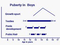 Growth Spurt of Puberty in Boys