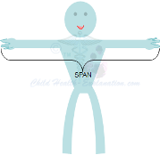 Body Ratios: Arms Span