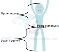 Body Ratios: Upper and Lower Segments