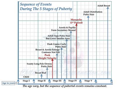 Puberty: Sequence of Events